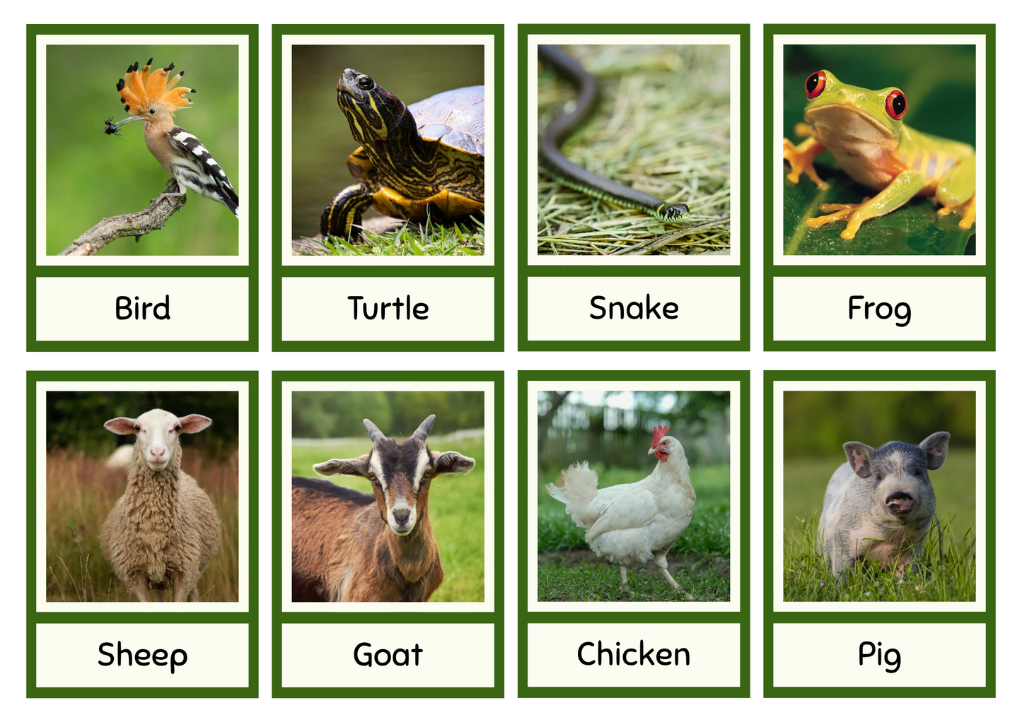 Animales English