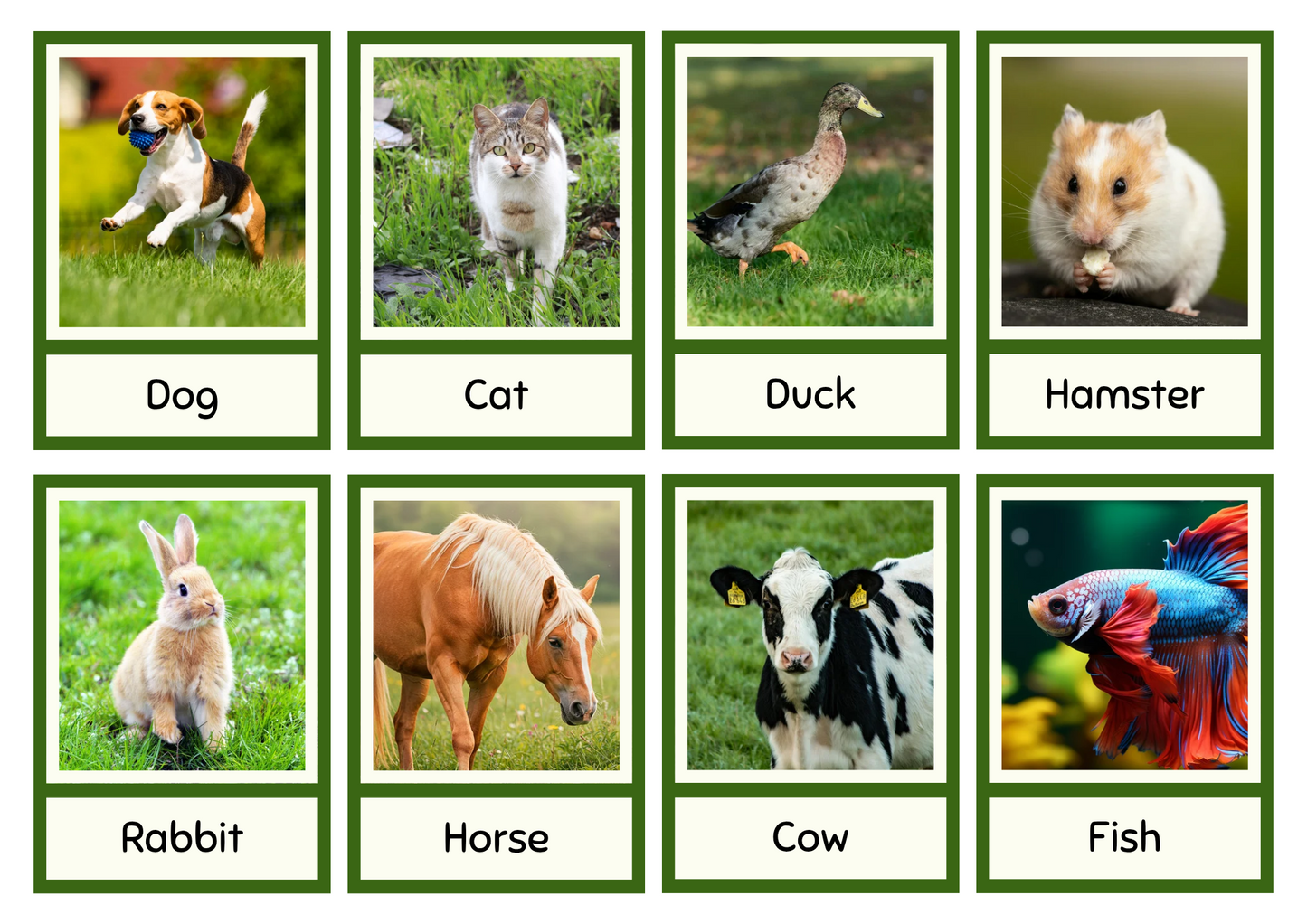 Animales English