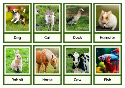 Animales English