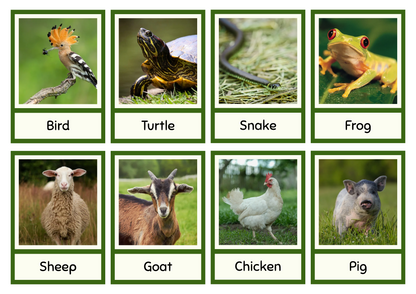 Animales English